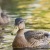 a couple of ducks swimming in a pond