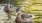 a couple of ducks swimming in a pond
