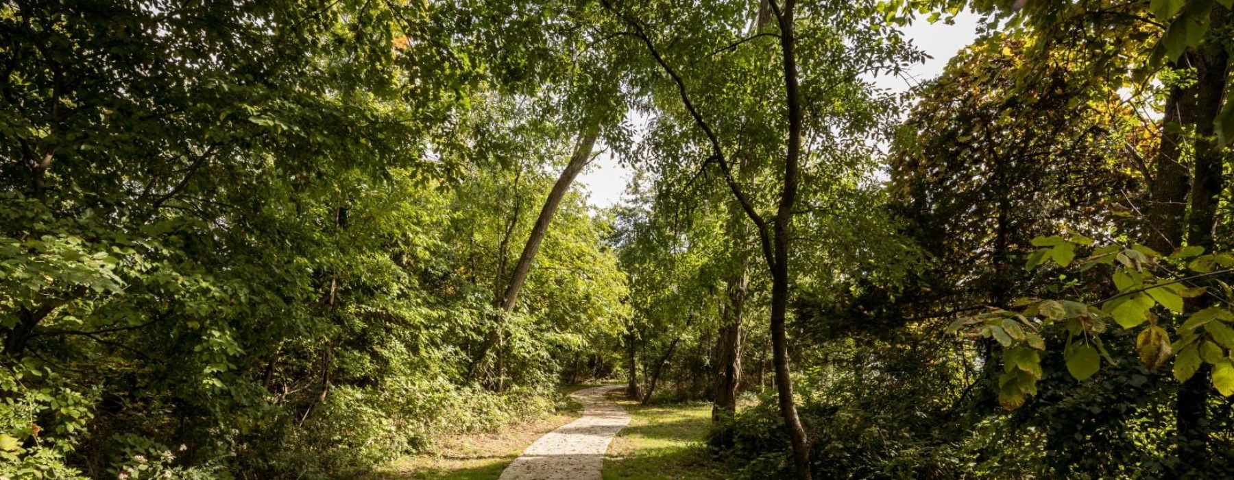 a path through a forest