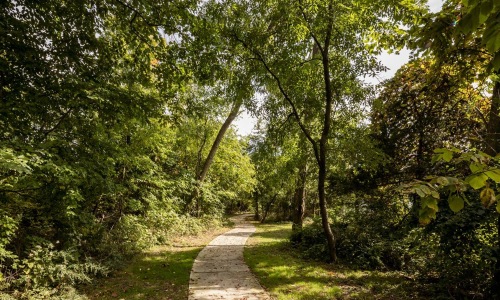 a path through a forest